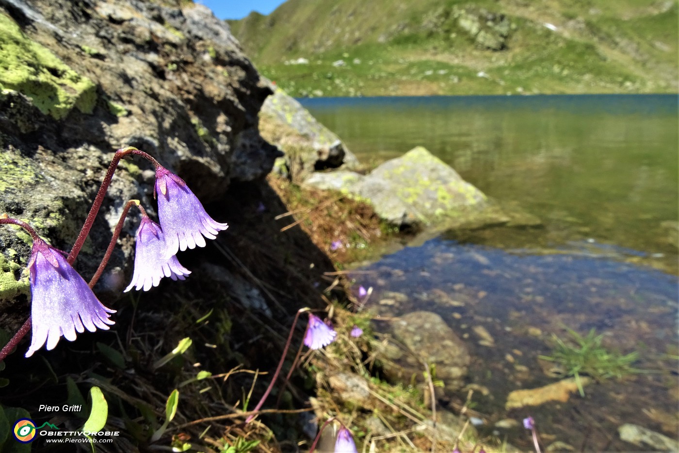 24 Soldanelle pusille al Lago Moro.JPG